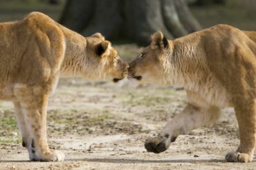 Thoiry Zoo Safari - Lionnes